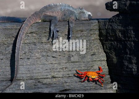 Marine Iguana und Sally Lightfoot Krabben, Galapagos-Inseln, Ecuador Stockfoto