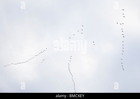 Gänse fliegen in V-Formation, Migration Süden für den Winter, Oregon, USA Stockfoto