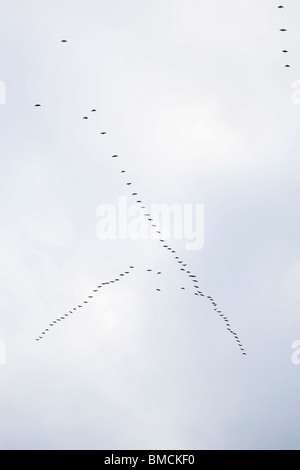 Gänse fliegen in V-Formation, Migration Süden für den Winter, Oregon, USA Stockfoto