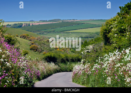 Feldweg, gesäumt von Frühlingsblumen in Pembrokeshire, Wales Stockfoto