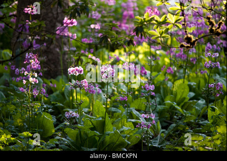 Crystal Springs Rhododendron Garten, Portland, Oregon, USA Stockfoto