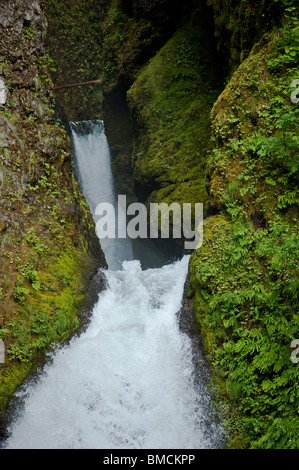 Wahclella fällt in der Nähe von Bonneville Dam, Columbia River Gorge, Multnomah County, Oregon, USA Stockfoto