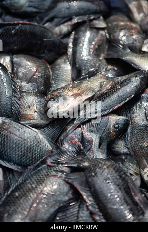 Frischer Fisch aus dem arabischen Meer, Kochi, Kerala, Indien Stockfoto