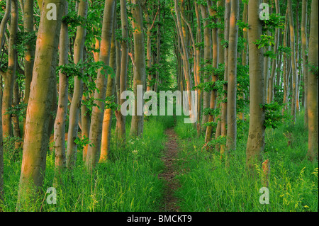 Wald-Pfad, Insel Rügen, Landkreis Rügen, Mecklenburg, Mecklenburg-Vorpommern, Deutschland Stockfoto