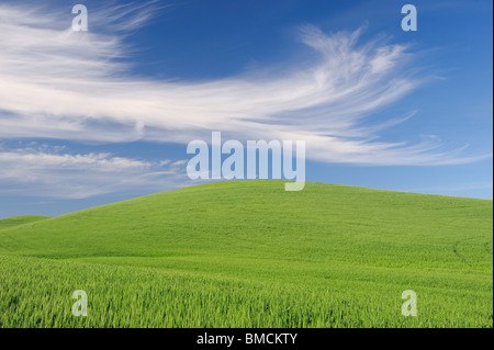 Weizenfeld, Palouse Region, Palouse, Whitman County, Bundesstaat Washington, USA Stockfoto