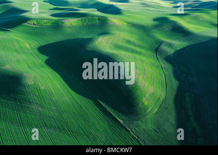 Felder, Palouse Region, Palouse, Whitman County, Bundesstaat Washington, USA Stockfoto