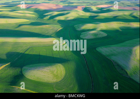 Felder, Palouse Region, Palouse, Whitman County, Bundesstaat Washington, USA Stockfoto