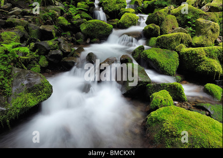 Sol Duc River, Olympic Nationalpark, Washington State, USA Stockfoto