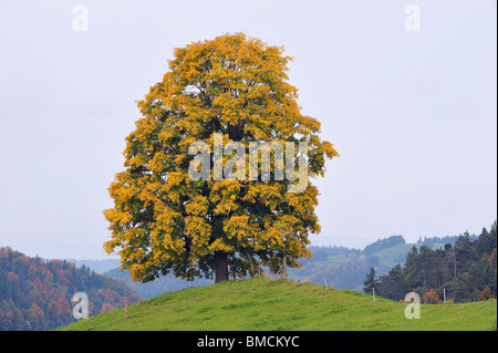 Bergahorn Maple, Schweiz Stockfoto