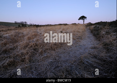 Einen Weg zu einer einsamen Kiefer (Pinus Sylvestris) Priddy Weiher, Somerset. Stockfoto