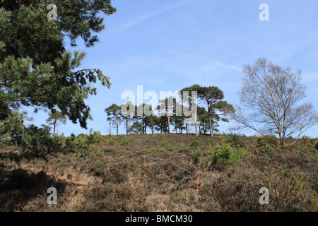 Sugarloaf Hill, Teufels Bowle, Hindhead, Surrey, England, Großbritannien, Vereinigtes Königreich, UK, Europa Stockfoto