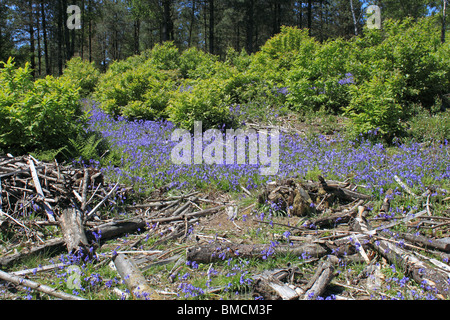 Glockenblumen und Rhodedendrons im Wäldchen am Leith Hill, Coldharbour, Dorking, Surrey, England, Großbritannien, Vereinigtes Königreich, Europa Stockfoto