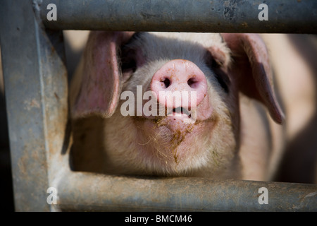 Young Gloucestershire alten Spot Katze im Hof. Gloucestershire. Vereinigtes Königreich. Stockfoto