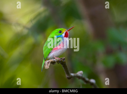 KUBANISCHE TODY (Todus multicolor) endemische Arten, Ciénaga de Zapata Swamp, Kuba. Stockfoto