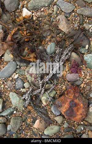 Algen und Eisenerz auf Rhosneigr Strand Anglesey Gwynedd Wales Cymru UK United Kingdom GB Großbritannien britische Inseln Stockfoto