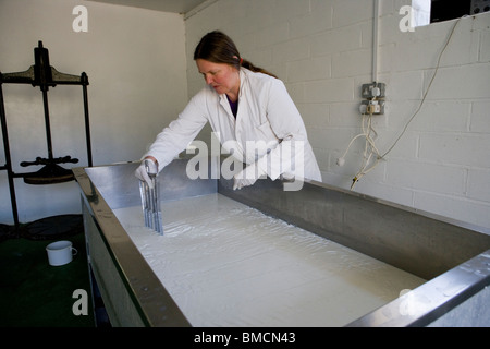 Käse-Maker Jennie Ireland traditionellen Single und Double Gloucester Käse machen. Standish Park Farm. Oxlynch. Gloucestershire. Vereinigtes Königreich. Stockfoto