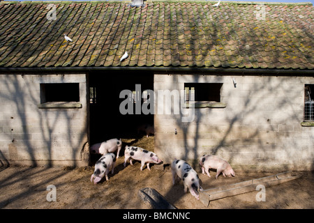 Young Gloucestershire alten Stelle Schweine in Hof. Gloucestershire. Vereinigtes Königreich. Stockfoto