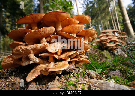 Honig-Pilz (Armillaria Mellea), am Baum Haken, Deutschland, Rheinland-Pfalz Stockfoto