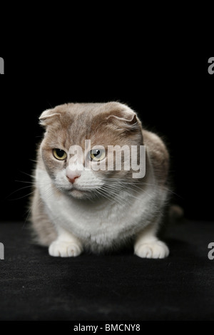 Scottish Fold Stockfoto