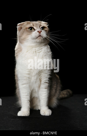 Scottish Fold Stockfoto