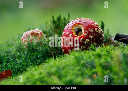 Fliegenpilz (Amanita Muscaria), fliegen zwei Champignons mit Schnecke in Moos, Deutschland, Rheinland-Pfalz Stockfoto