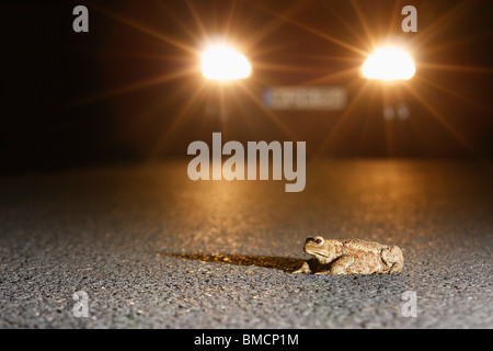 Europäischen gemeinsamen Kröte (Bufo Bufo), sitzt eine Kröte auf einer Straße vor einem herannahenden Auto, Deutschland, Rheinland-Pfalz Stockfoto