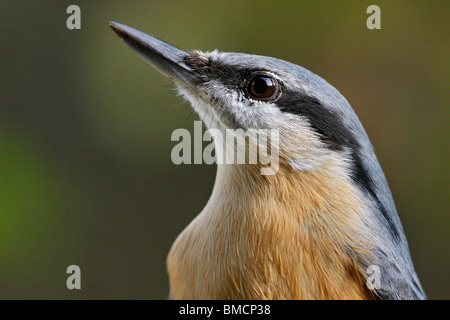 Eurasische Kleiber (Sitta Europaea), Porträt, Deutschland, Rheinland-Pfalz Stockfoto