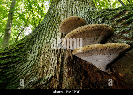 Eiche Halterung (Inonotus Dryadeus), wächst auf einer alten Eiche Stamm, Deutschland, Hessen Stockfoto