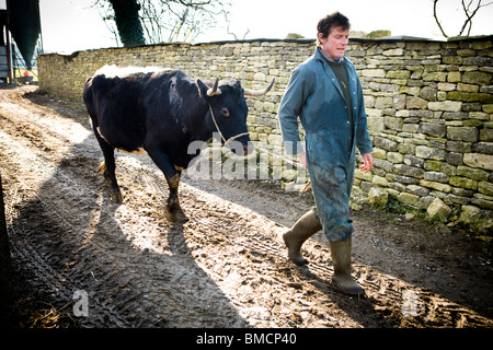 Landwirt Jonathan Crump mit einem seiner Gloucestershire Kühe Standish Park Farm. Oxlynch. Gloucestershire. Vereinigtes Königreich. Stockfoto