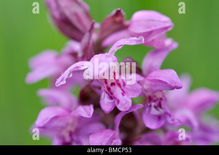 Breitblättrige marsh Orchid (dactylorhiza Majalis) Stockfoto