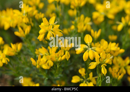 Provence Ginster (cytisus purgans) Stockfoto