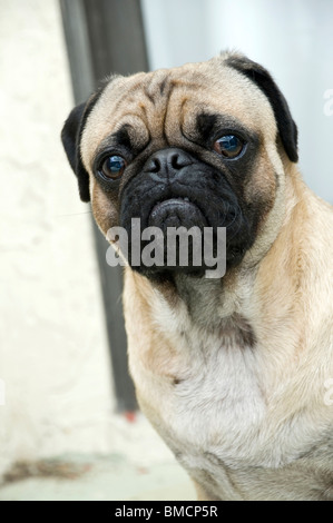 Mops-Portrait Stockfoto