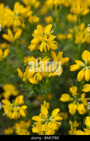 Provence Ginster (cytisus purgans) Stockfoto