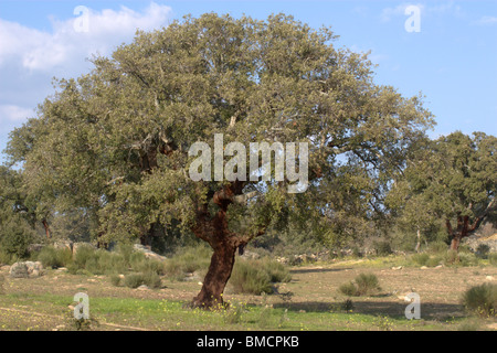 Kork-Eiche (Quercus Suber) Stockfoto