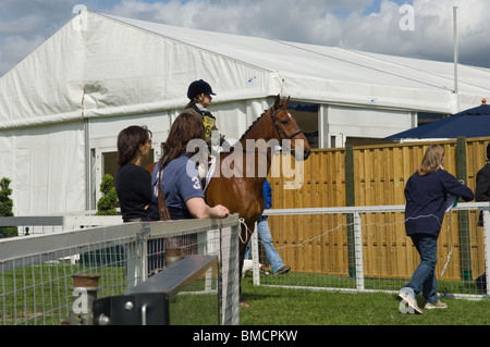 Jockey & Pferd warten zu Beginn der Show Jumping Runde in Chatsworth International Horse Trials 2010 Stockfoto