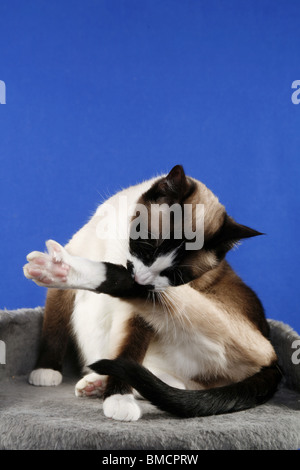 Fellpflege / Reinigung Katze Stockfoto