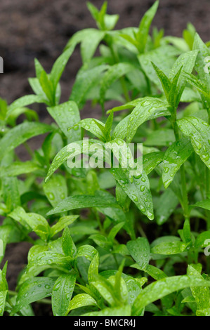 Gemeinsame soapwort (Saponaria officinalis) Stockfoto