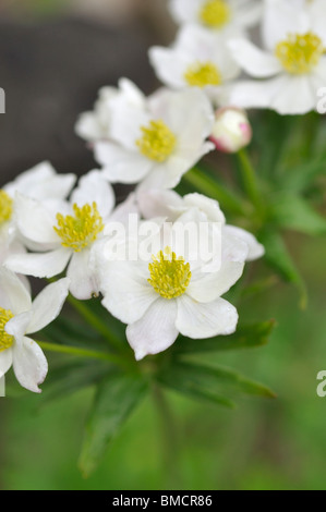 Narzisse Blüten Anemone (Anemone narcissiflora) Stockfoto