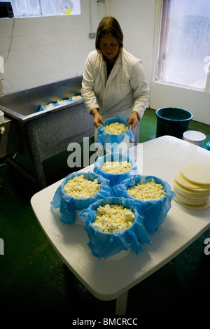 Käse-Maker Jennie Ireland traditionellen Single und Double Gloucester Käse machen. Standish Park Farm. Oxlynch. Gloucestershire. Vereinigtes Königreich. Stockfoto