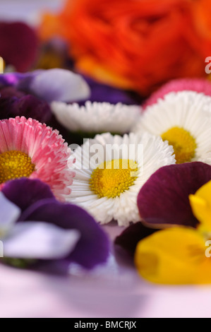 Gemeinsame Gänseblümchen (Bellis perennis) und Stiefmütterchen gehörnten (Viola cornuta), Schnittblumen auf einer Platte Stockfoto