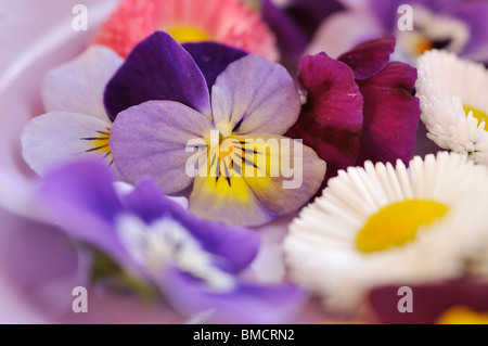 Stiefmütterchen gehörnten (Viola cornuta) und gemeinsame Gänseblümchen (Bellis perennis), Blumen auf den Teller geschnitten Stockfoto