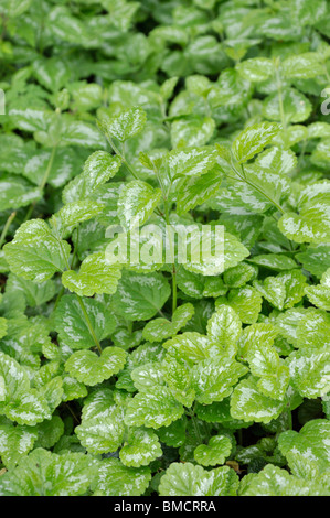 Gelbe Erzengel (Lamium galeobdolon 'florentinum' syn. lamiastrum galeobdolon 'florentinum') Stockfoto