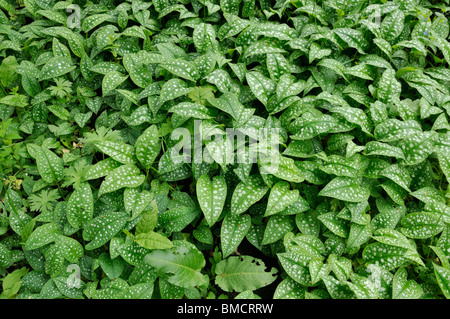 Gemeinsame lungenkraut (Pulmonaria officinalis) Stockfoto