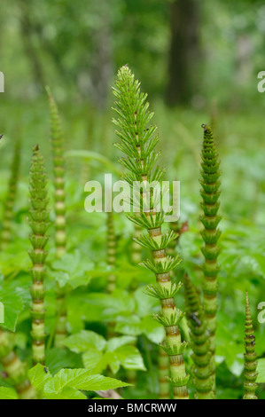 Riesige Ackerschachtelhalm (equisetum telmateia) Stockfoto