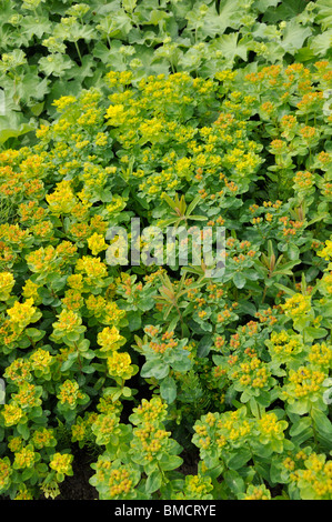 Kissen Wolfsmilch (Euphorbia polychroma Syn. euphorbia epithymoides) Stockfoto