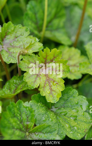 Coral Glocken (Heuchera sanguinea) Stockfoto