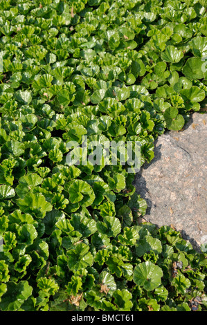 Magellanica gunnera Stockfoto