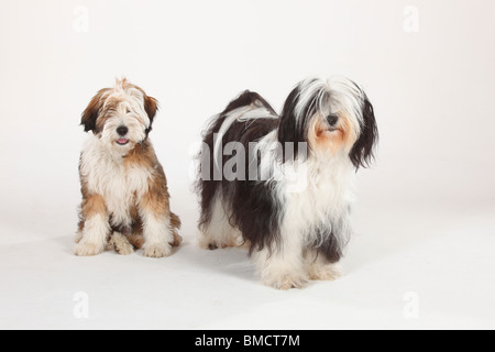 Tibet Terrier mit Welpen, 4 Monate Stockfoto