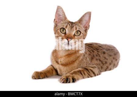 Liwgwnsw Ocicat / liegend Ocicat Stockfoto