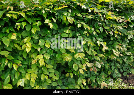 Gemeinsame Hainbuche (Carpinus betulus) Stockfoto